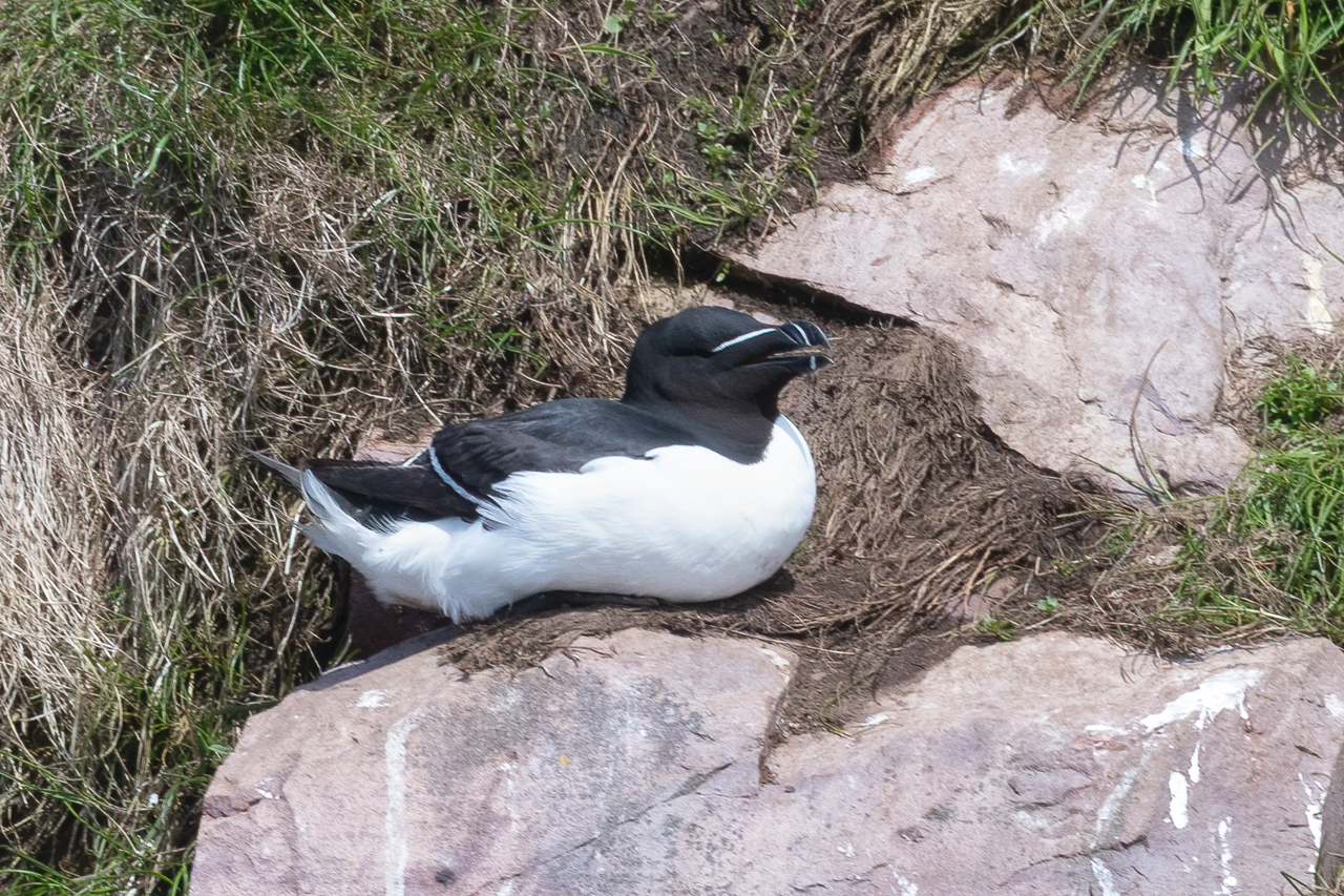 Razorbill
