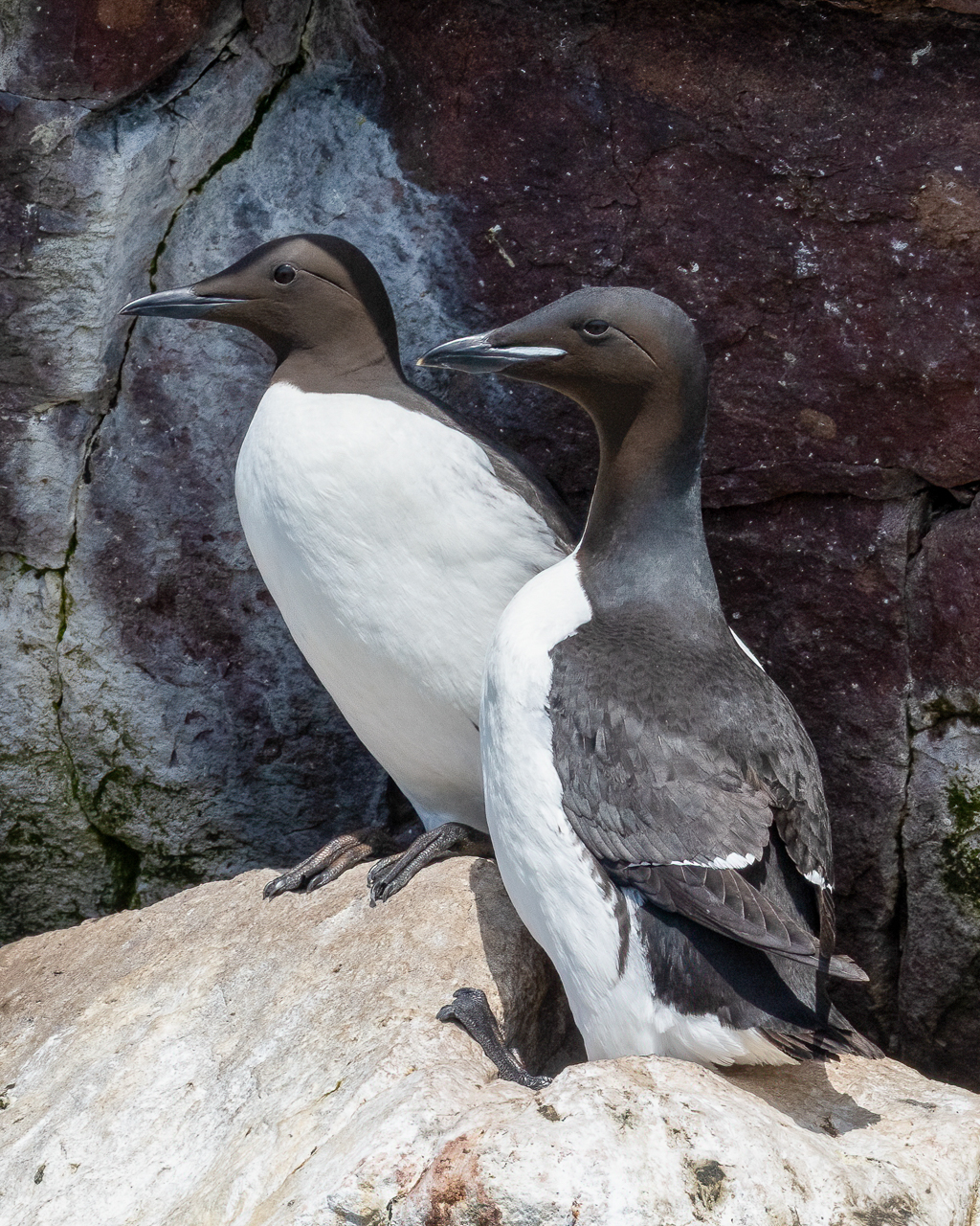 Thick-billed Murre (right) Common Murre (left)