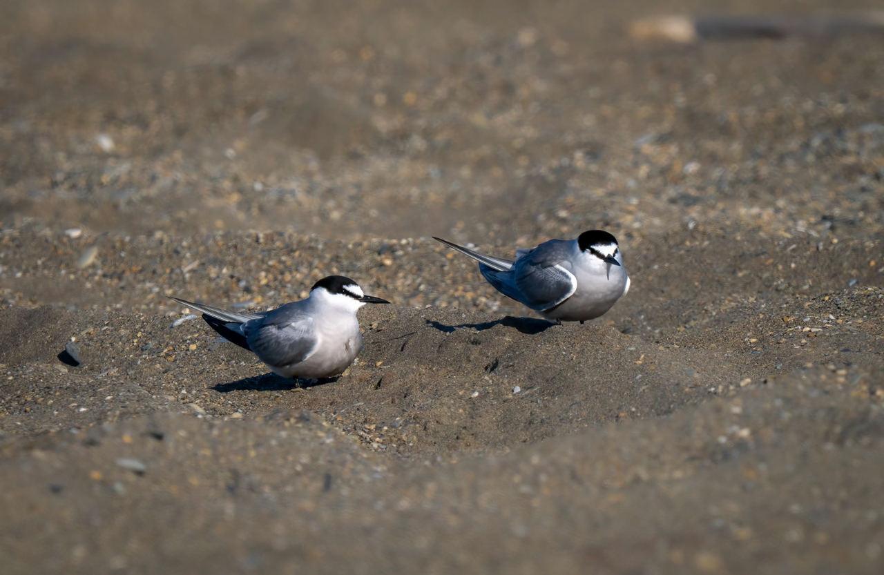 Aleutian Tern