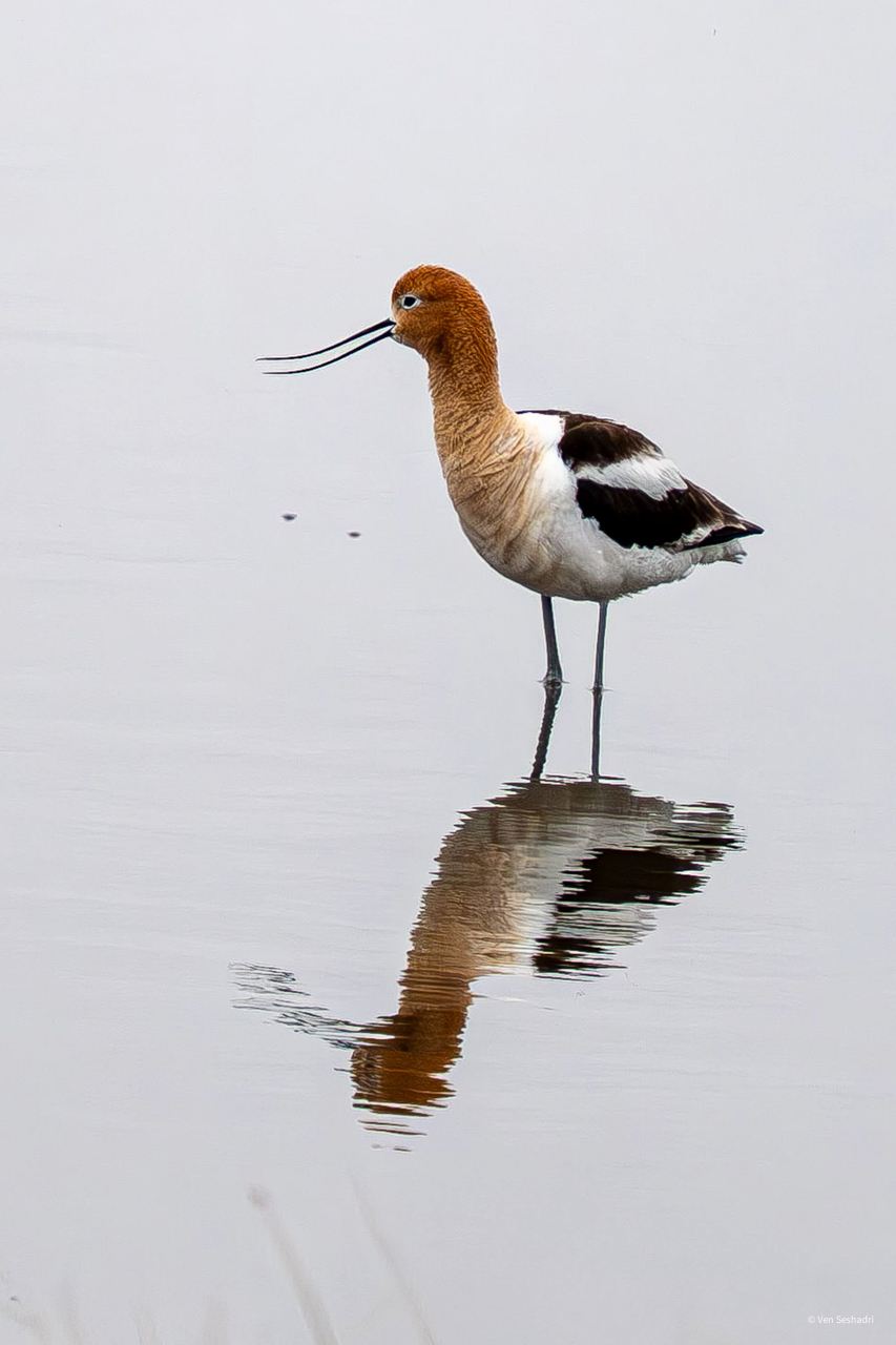 American Avocet