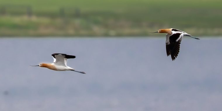 Alberta Birds and Dinosaurs Trip Report (Jun 3-7, 2026)