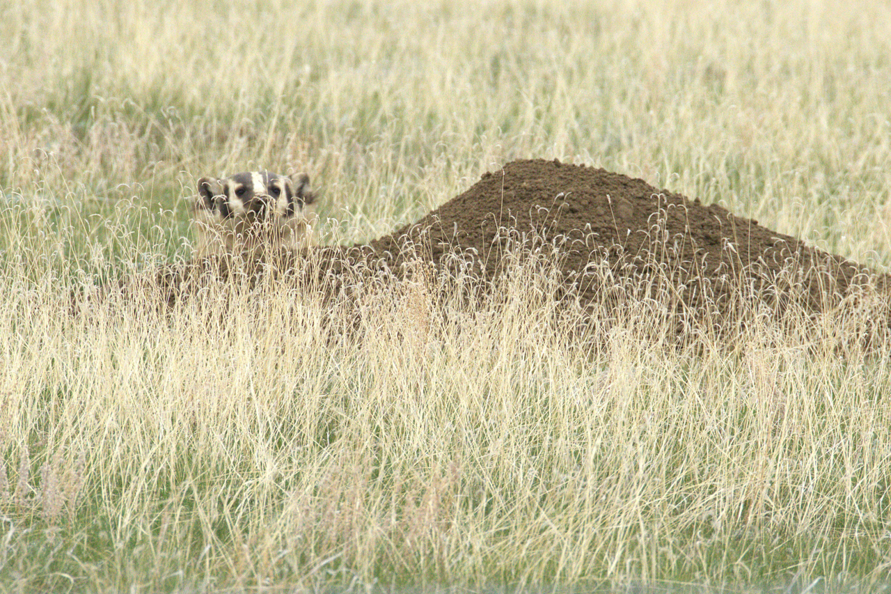 American Badger