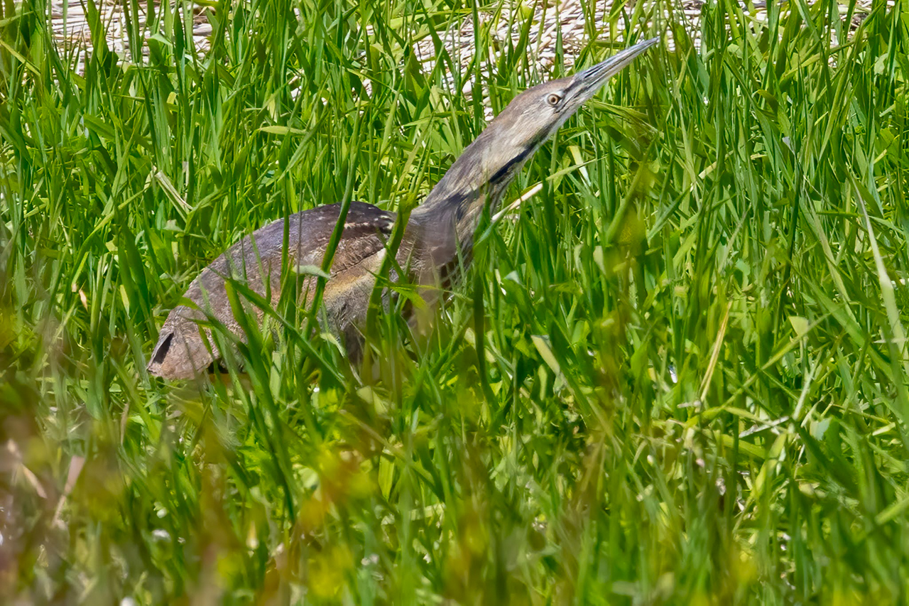 American Bittern