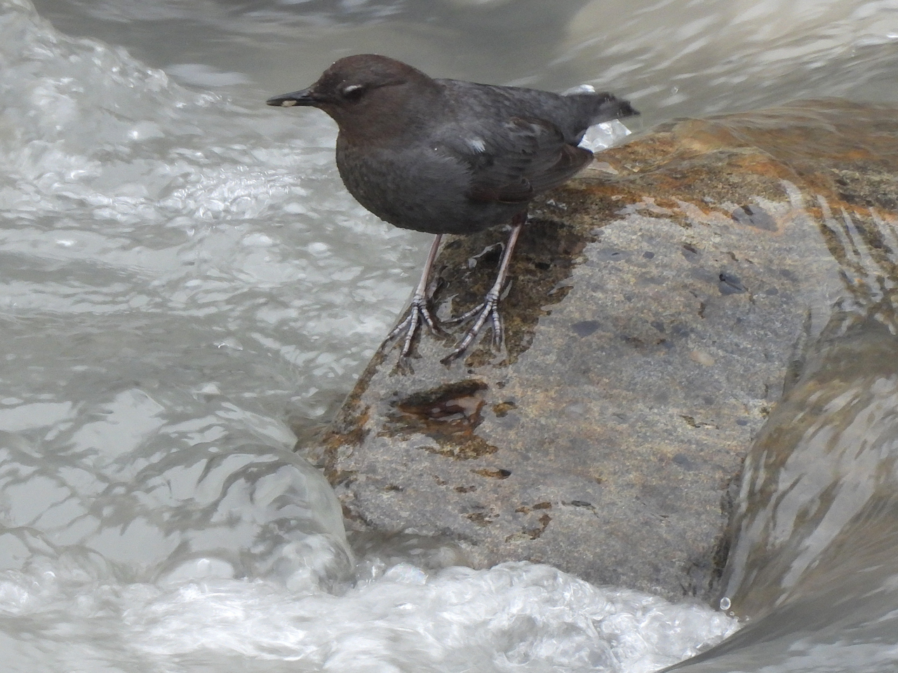 American Dipper