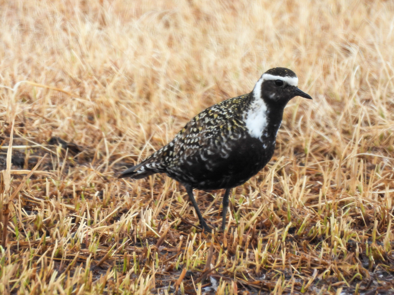 American Golden-Plover