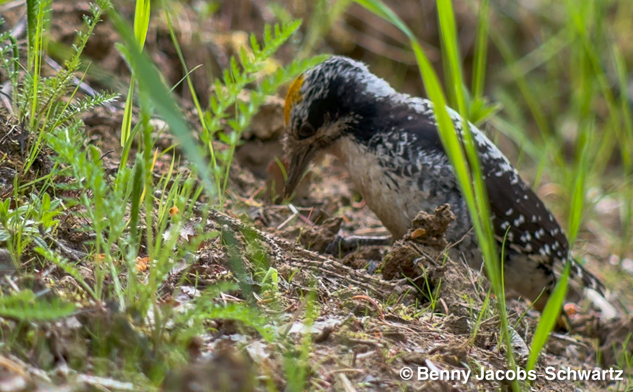 American Three-toed Woodpecker