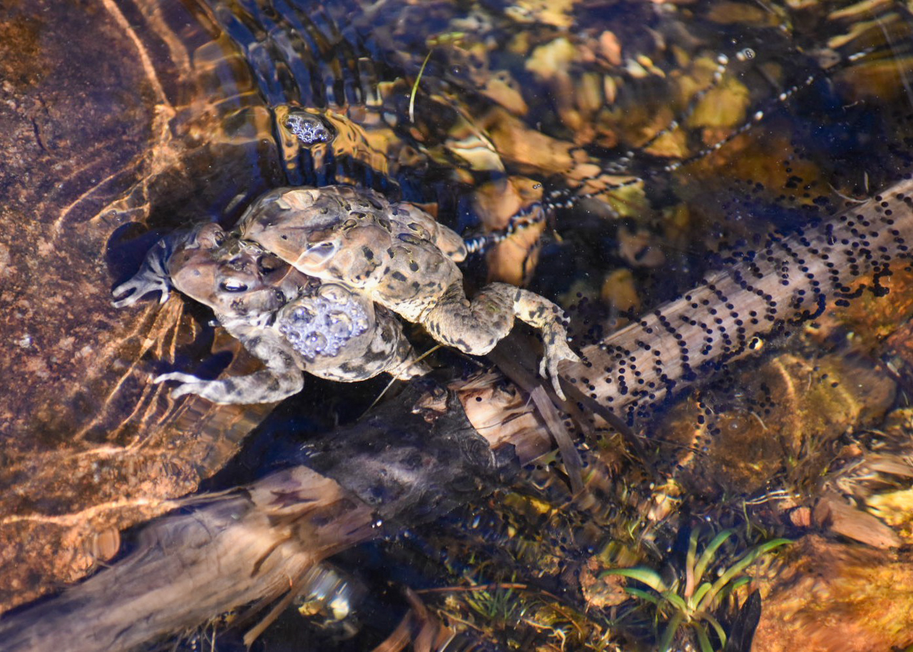 American Toads