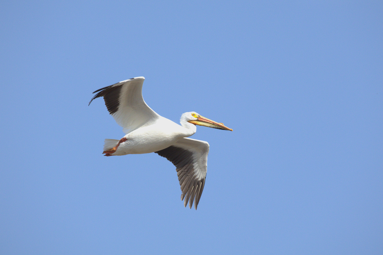 American White Pelican
