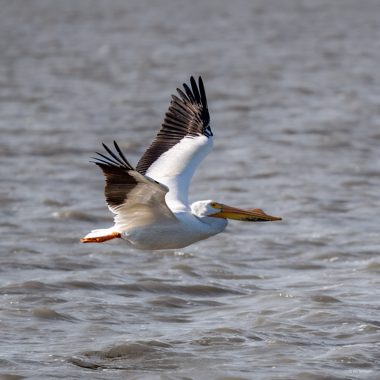 American White Pelican