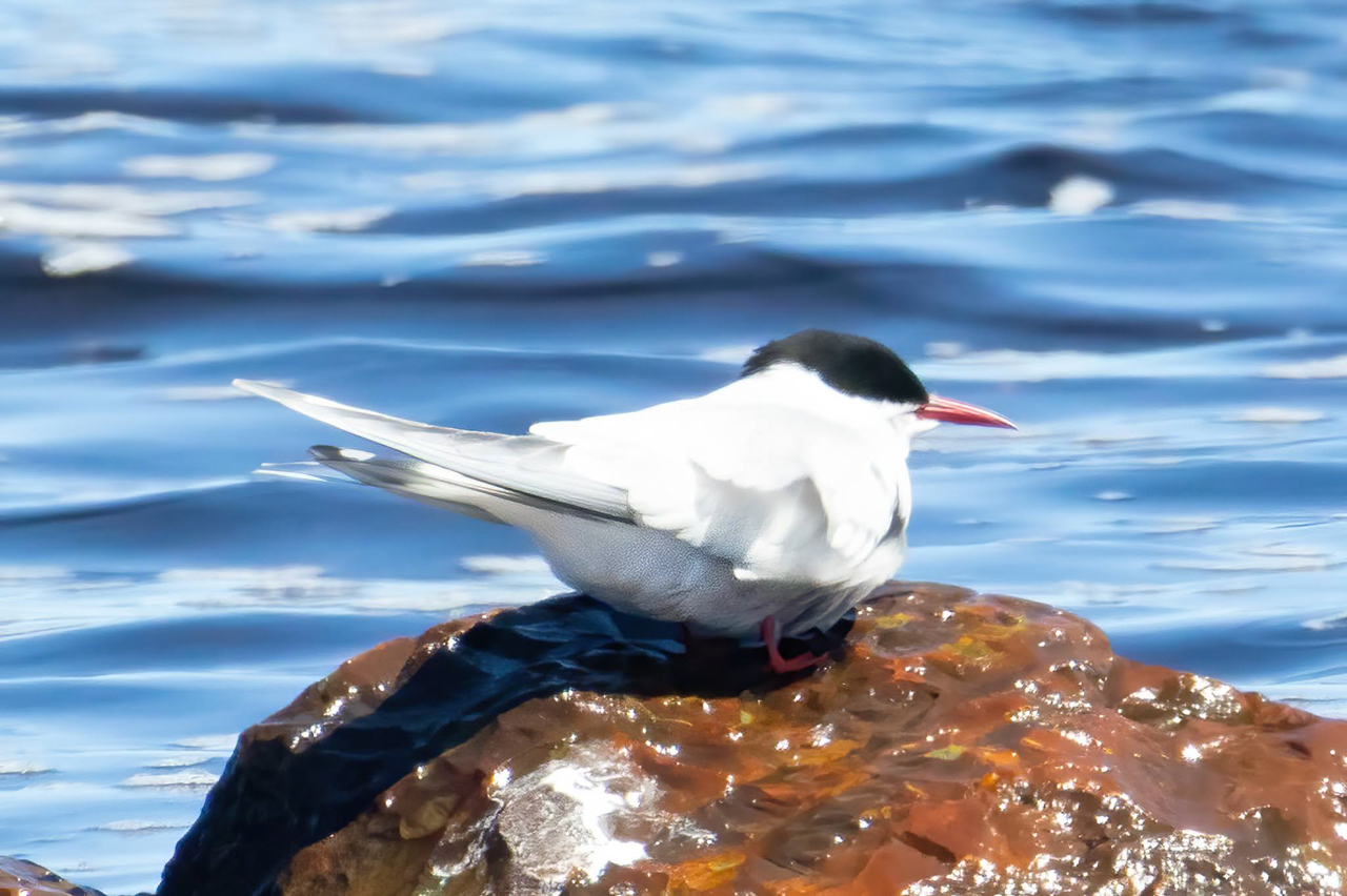 Arctic Tern