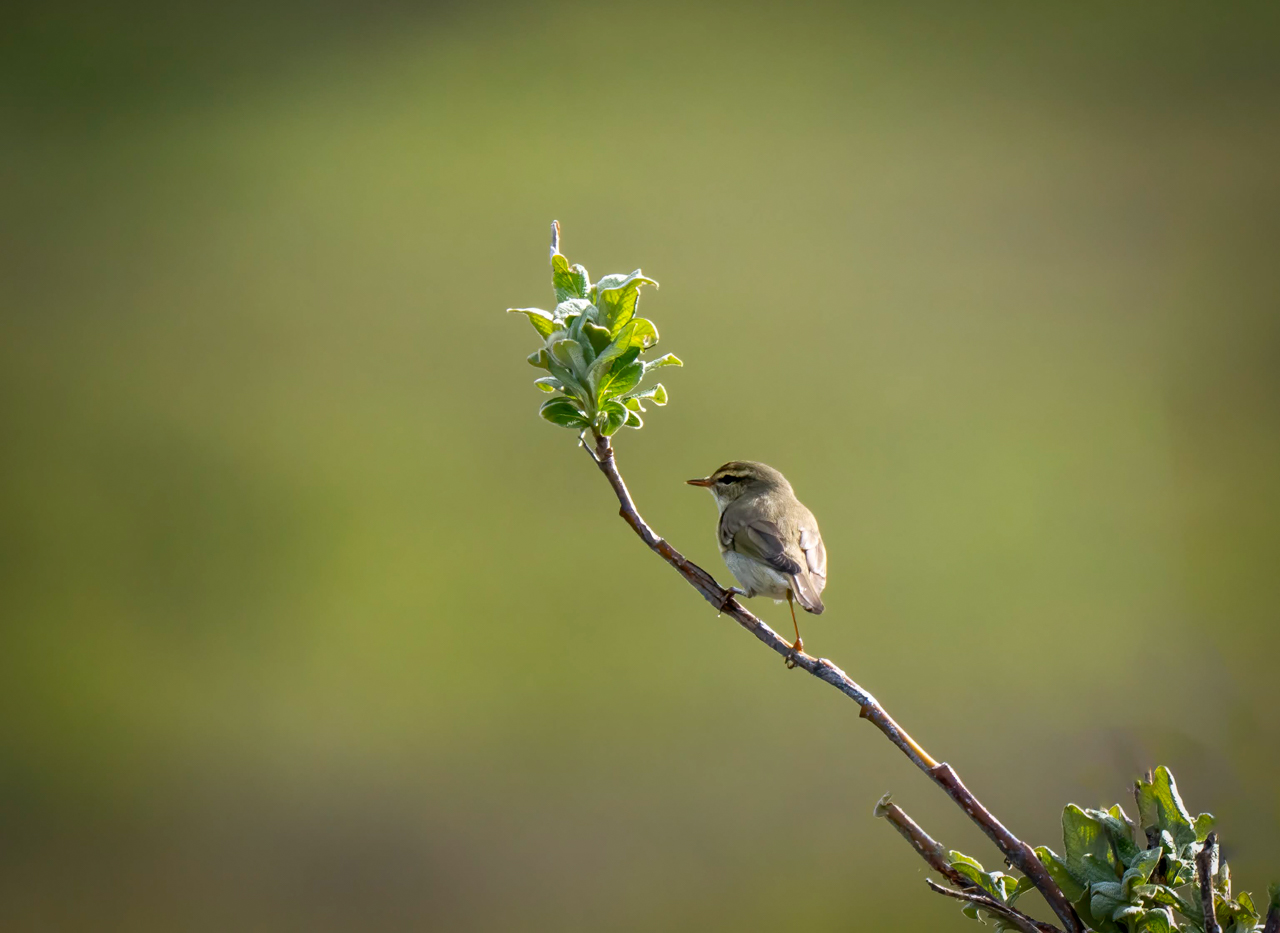 Arctic Warbler