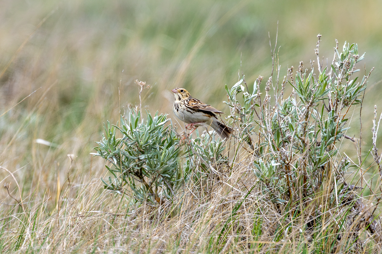 Baird's Sparrow