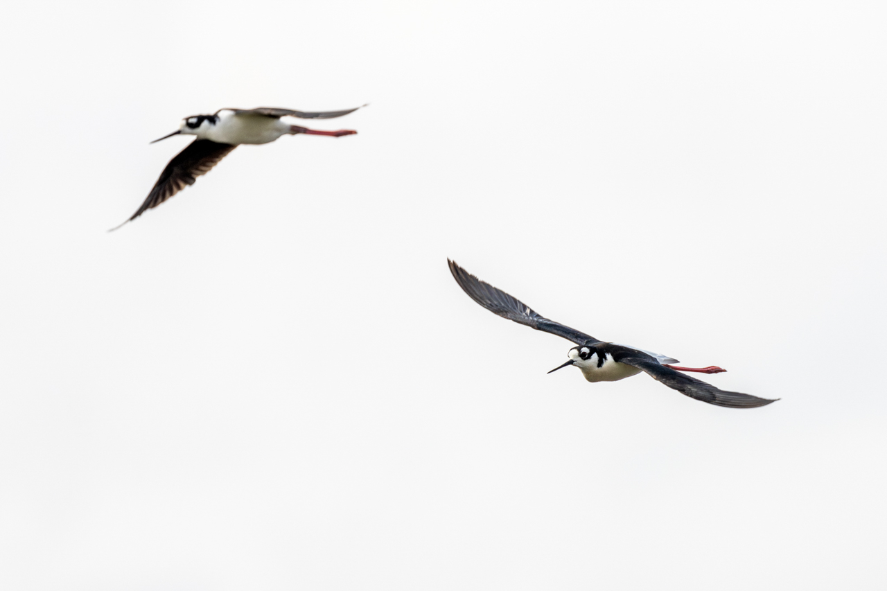 Black-necked Stilts