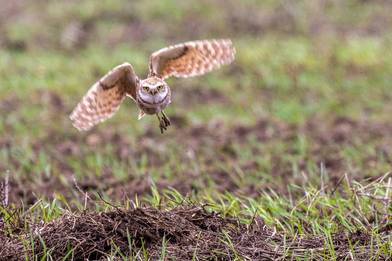 Burrowing Owl