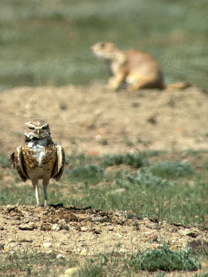 Burrowing Owl and Prairie Dog