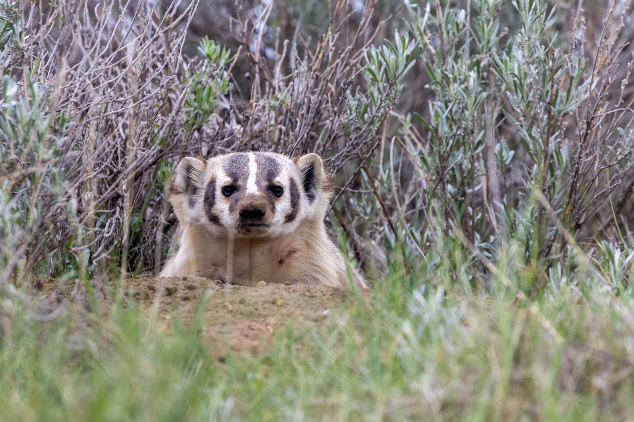 American Badger
