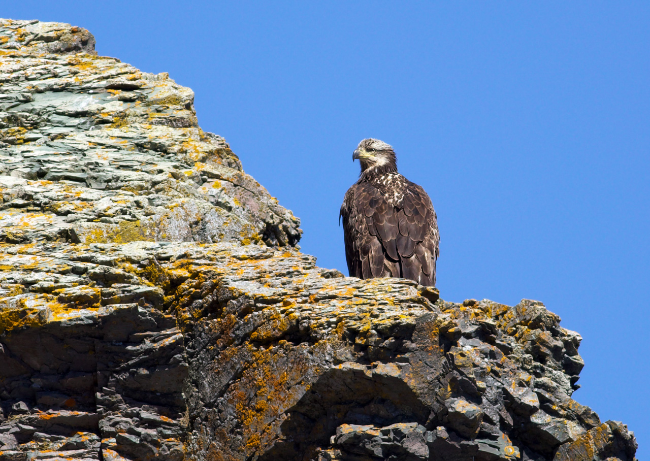 Bald Eagle