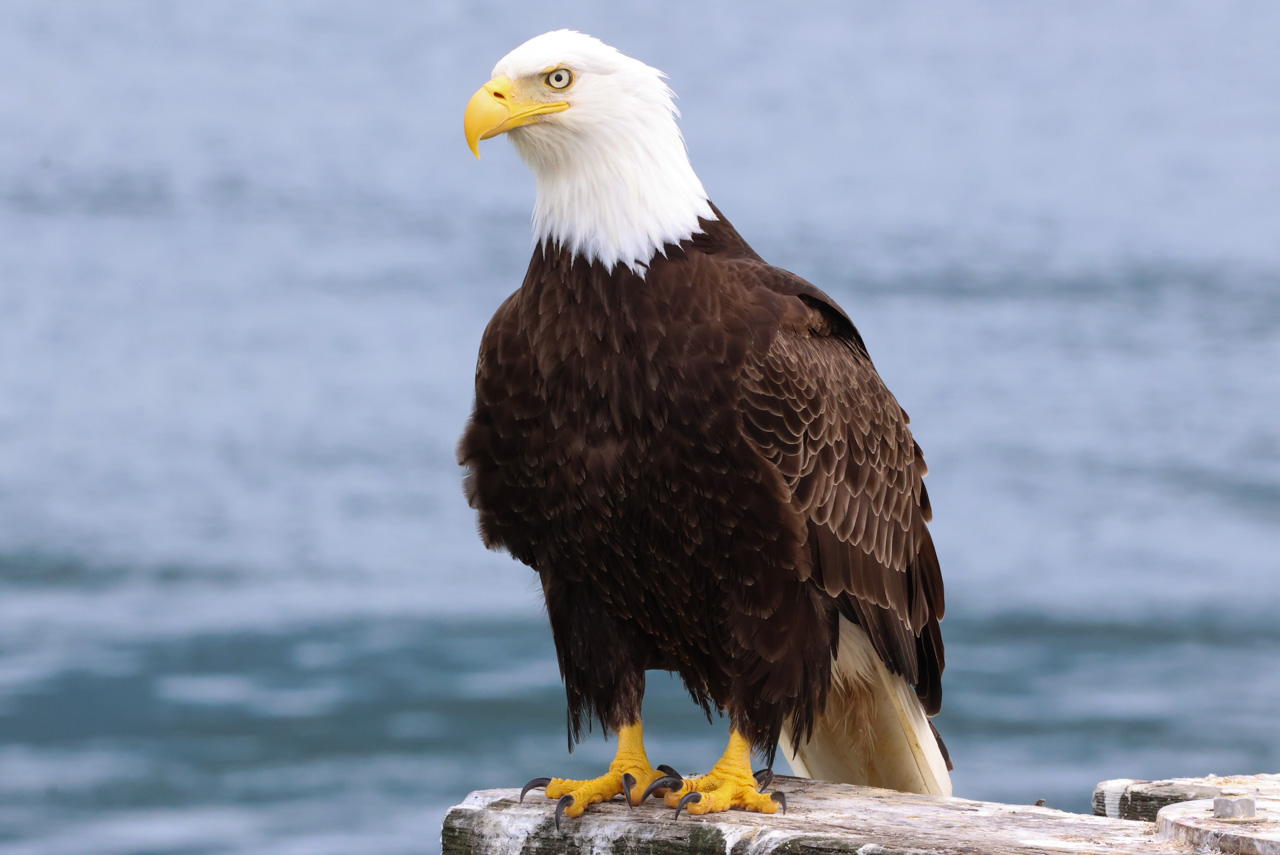 Ultimate British Columbia: Coast & Grasslands Trip Report (May 31 – June 12)