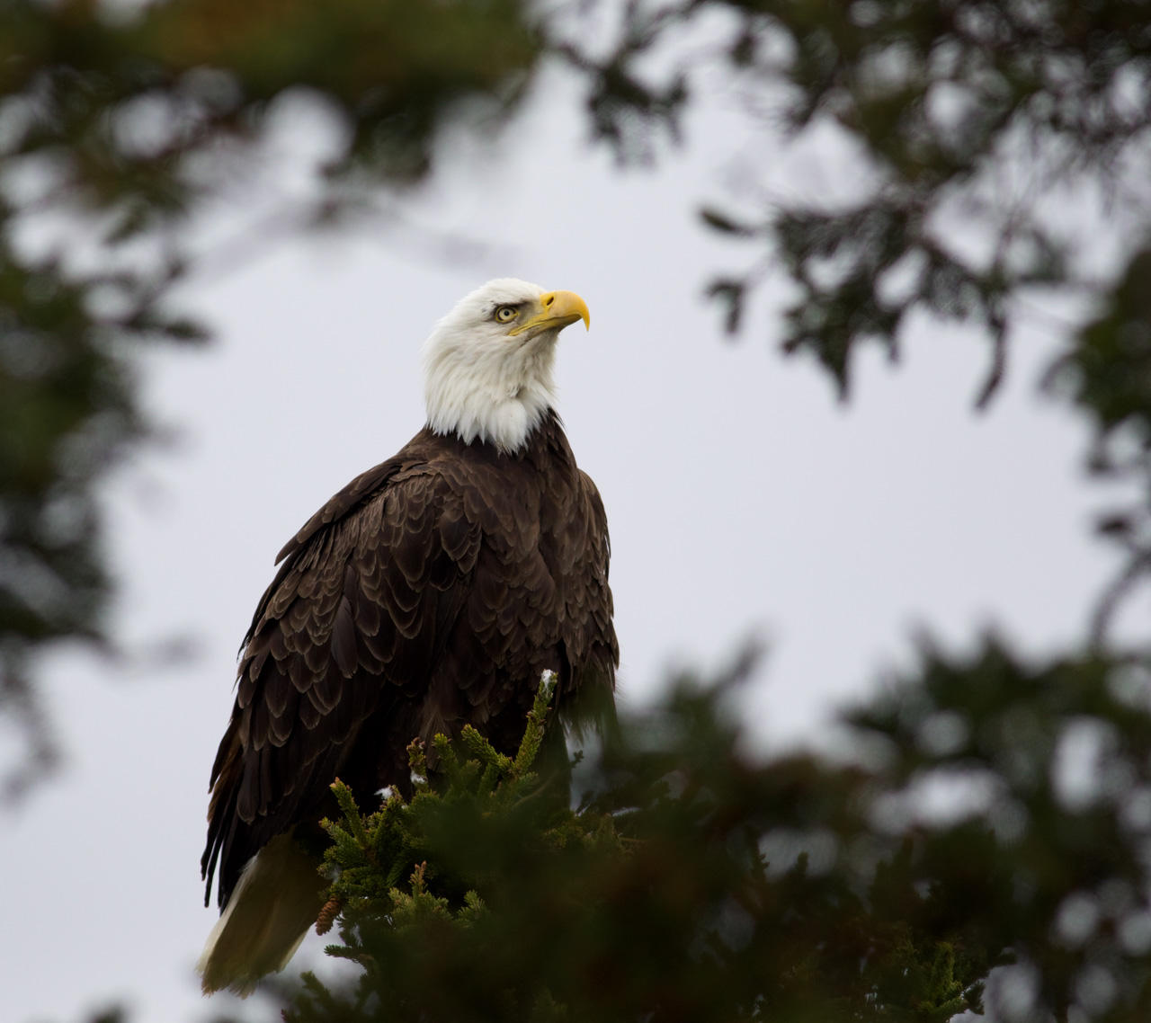 Bald Eagle