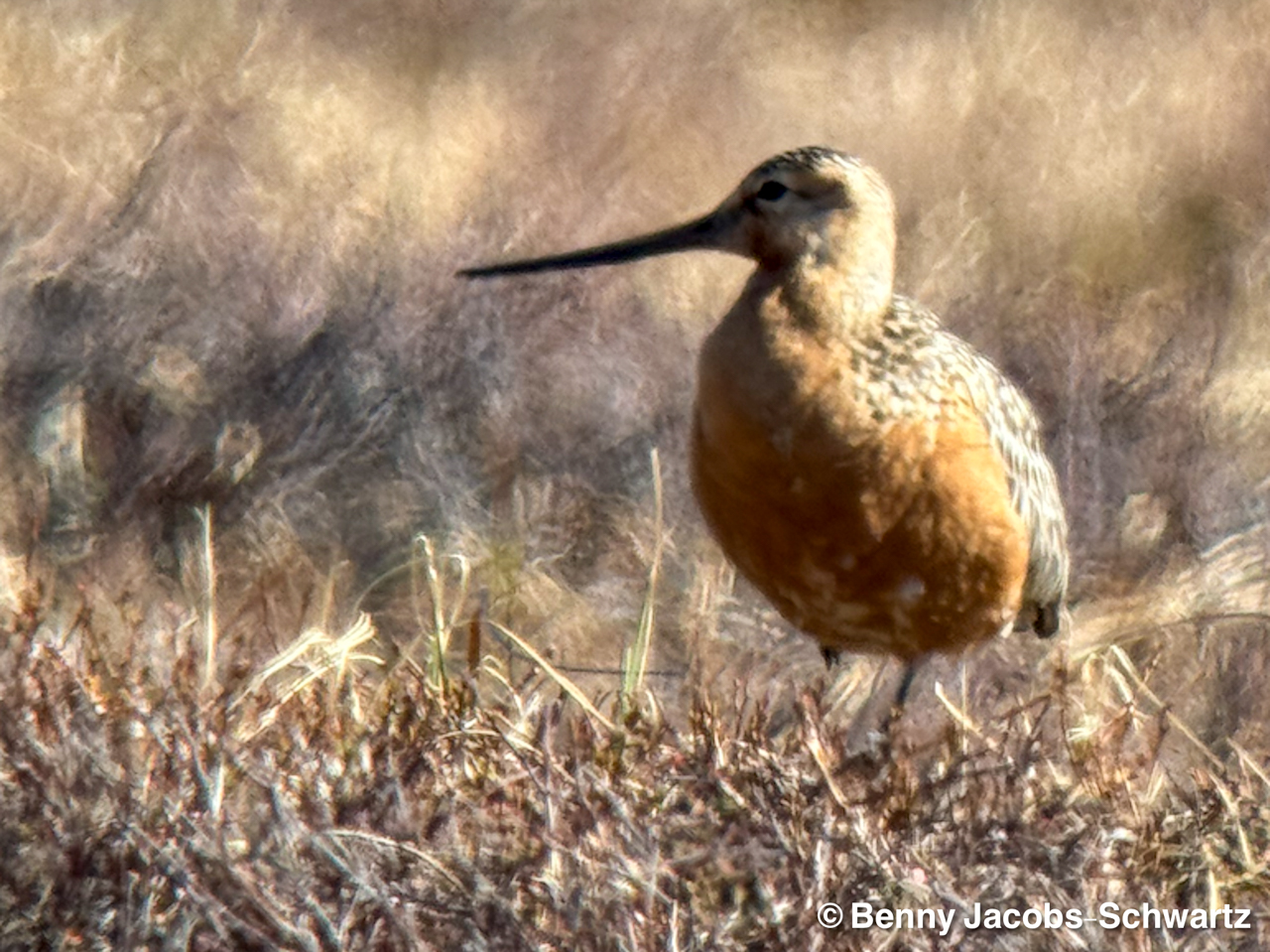 Bar-tailed Godwit