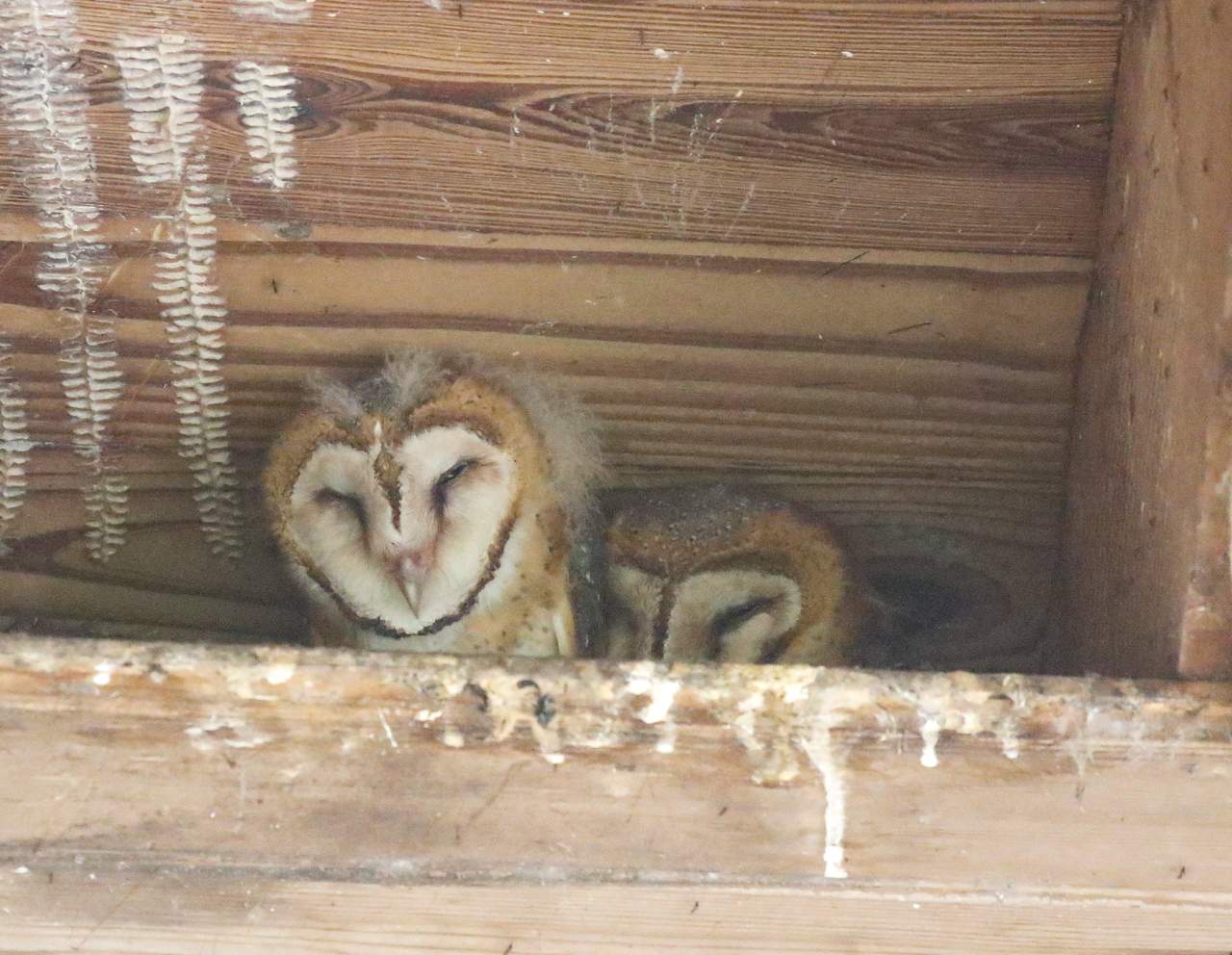 Barn Owls
