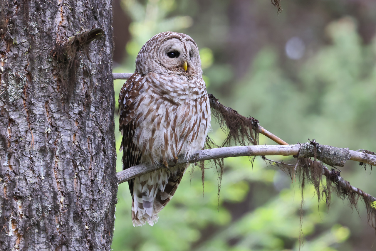 Barred Owl 