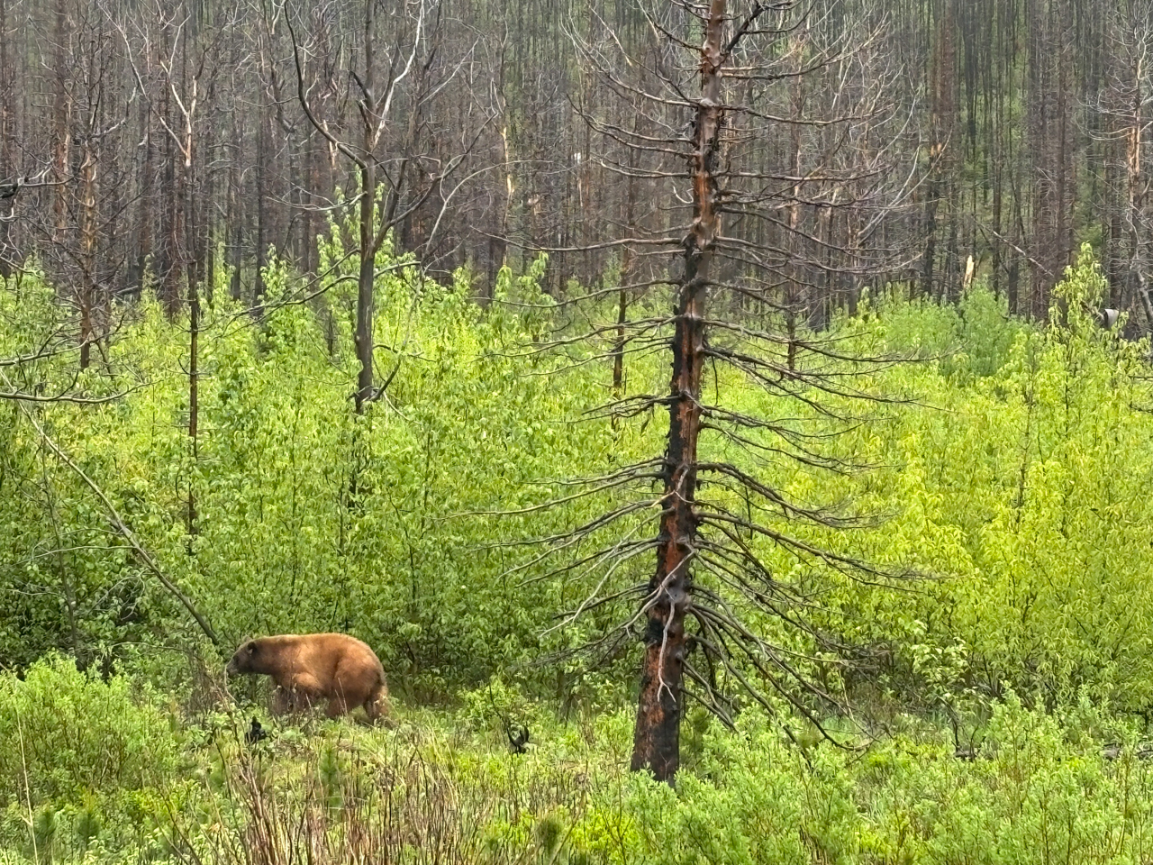 Grizzly Bear