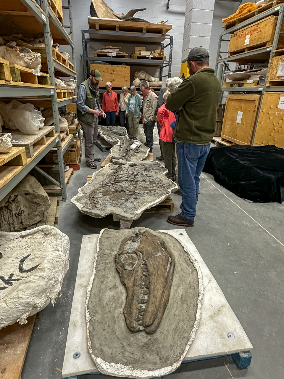 Behind the scenes tour at the Royal Tyrrell Museum