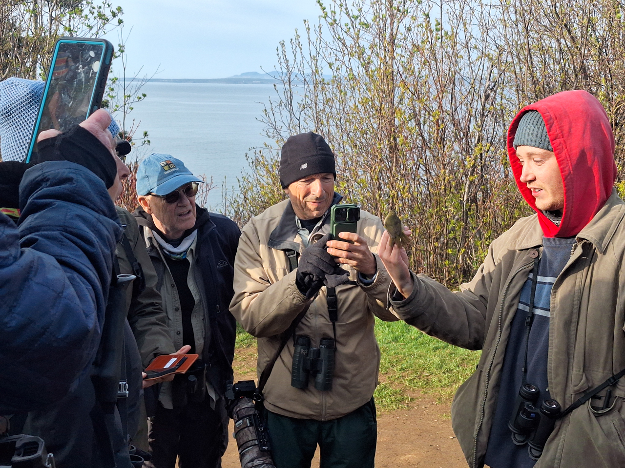 Bird Banding, Forillon NP