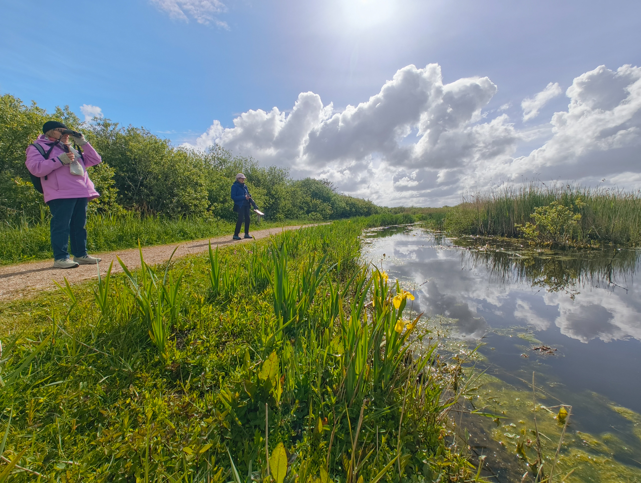 Birding in the Netherlands