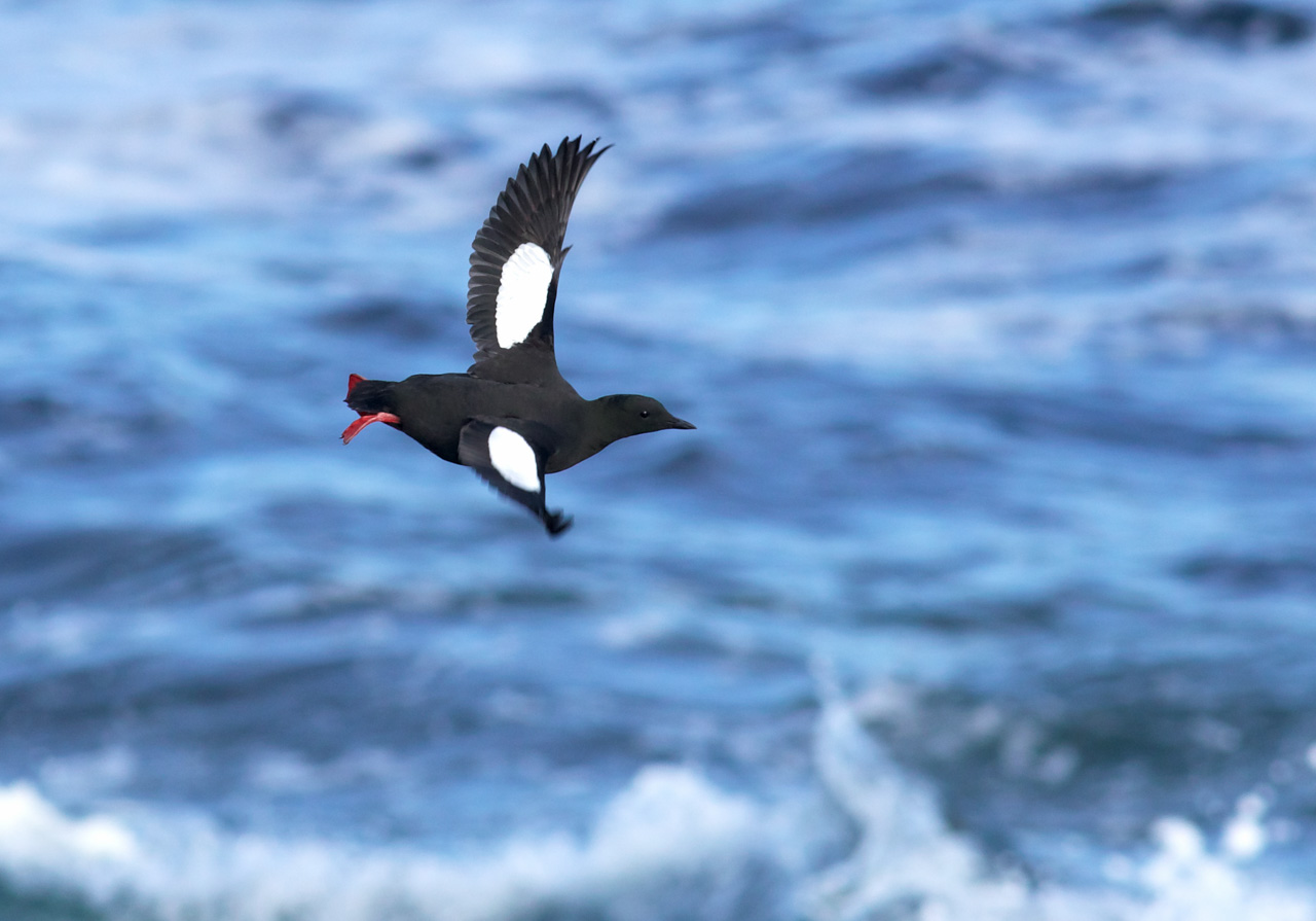 Black Guillemot takeoff © Logan Lalonde