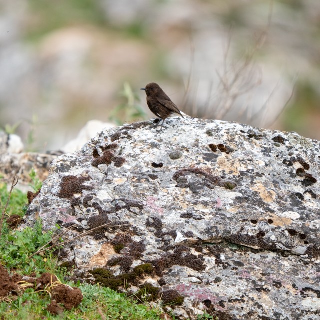 Black Wheatear