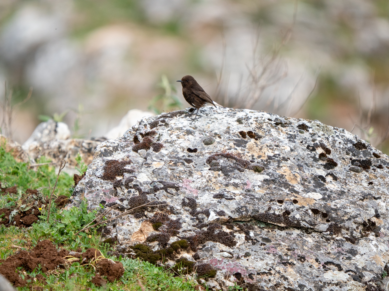 Black Wheatear