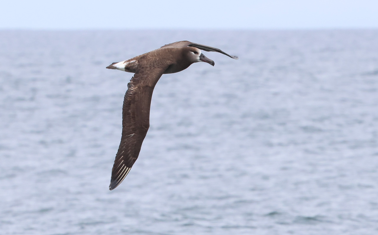 Ultimate British Columbia: Coast & Grasslands Trip Report (May 31 – June 12)
