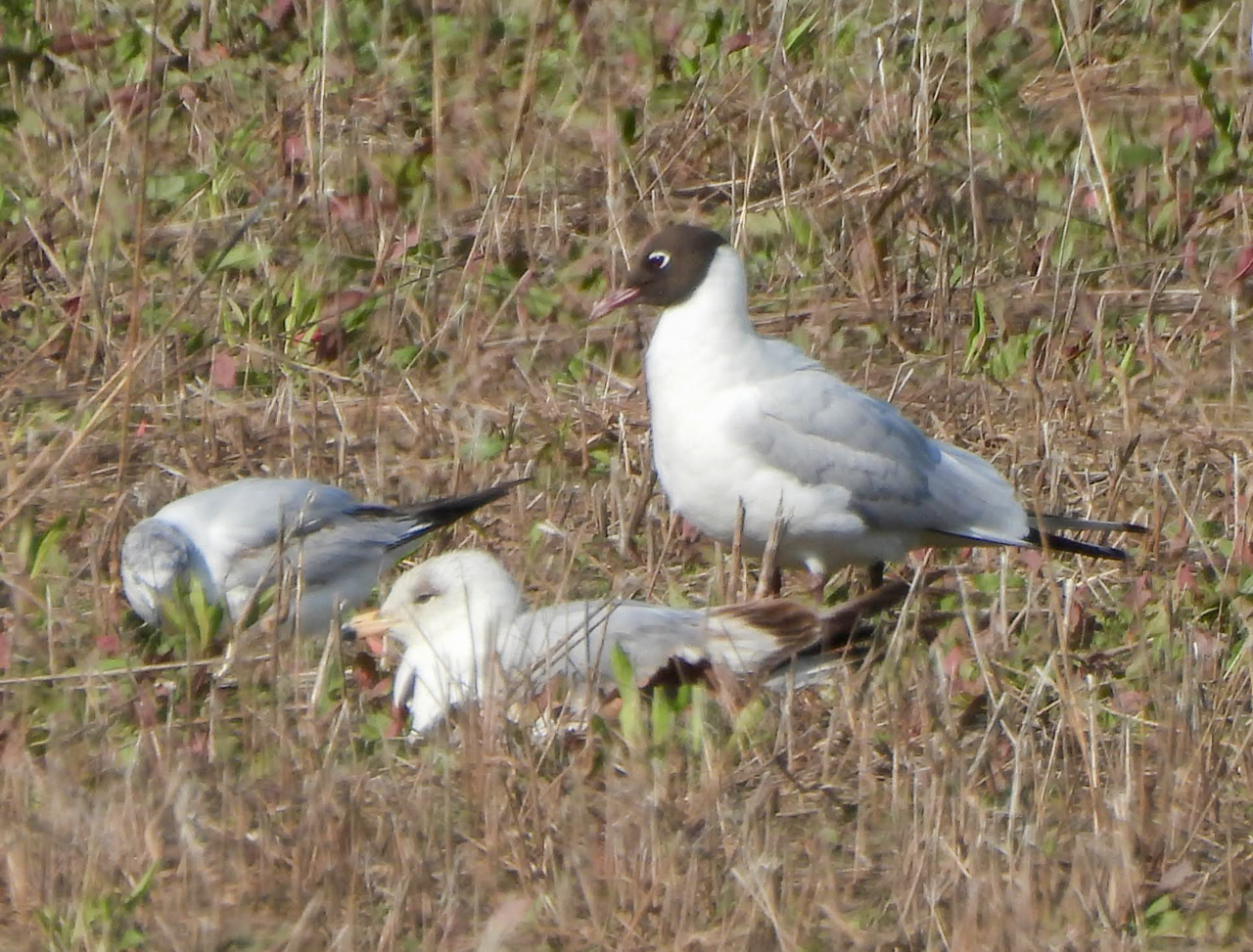 Black-headed Gull