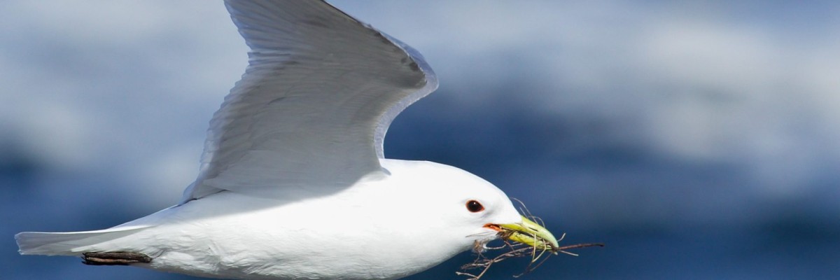 Newfoundland Birding with Canadian Geographic (June 3 - 11, 2026) Trip Report 2026