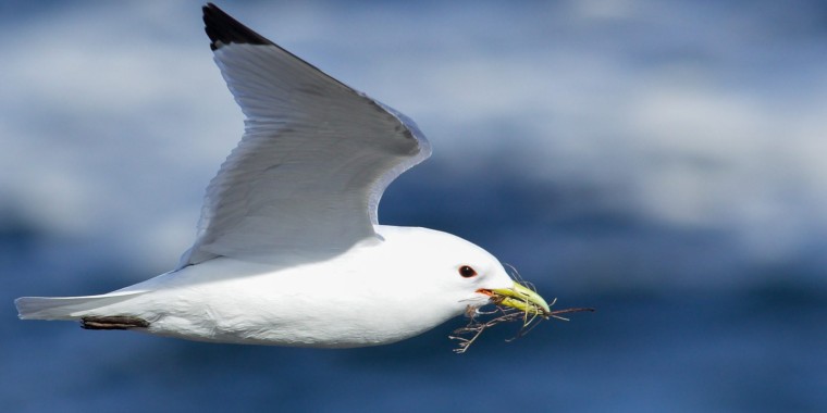 Newfoundland Birding with Canadian Geographic (June 3 - 11, 2026) Trip Report 2026