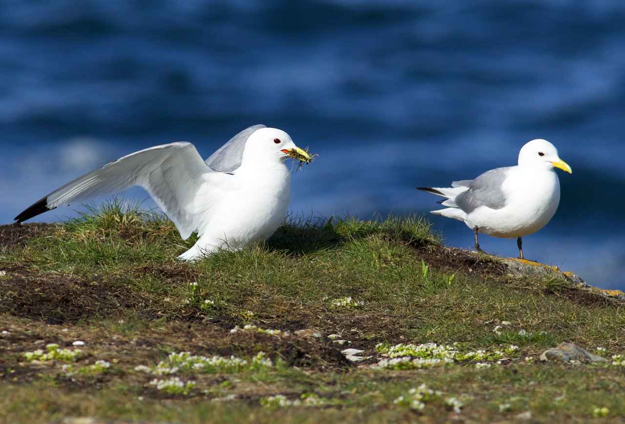 Black-legged Kittiwakes