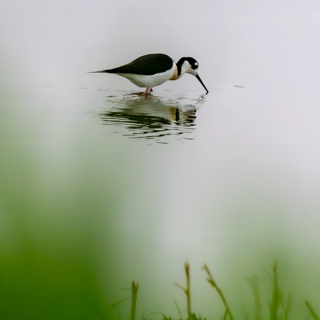 Black-necked Stilt