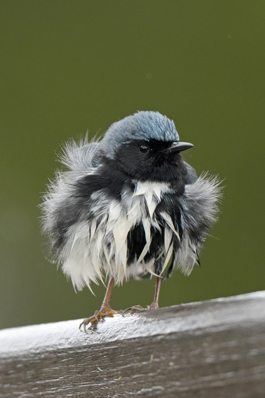 Black-throated Blue Warbler