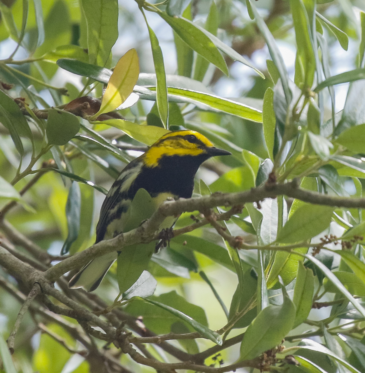 Black-throated Green-Warbler