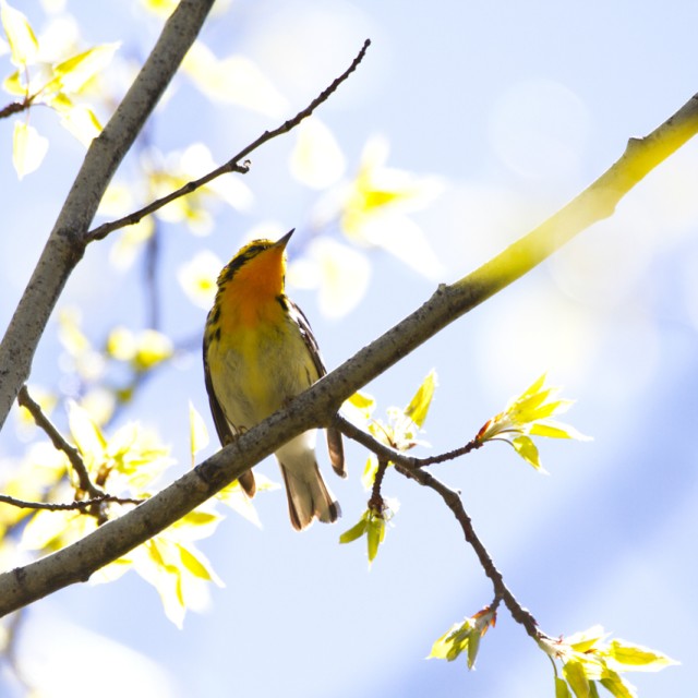 Blackburnian Warbler