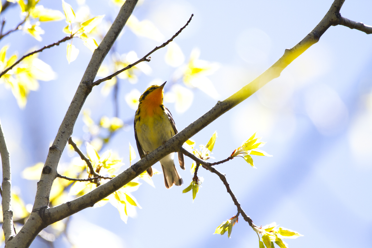Blackburnian Warbler
