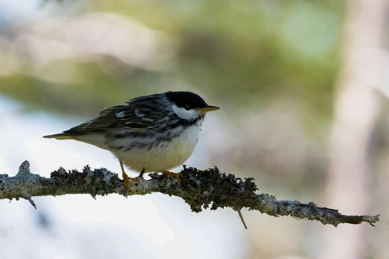 Blackpoll Warbler