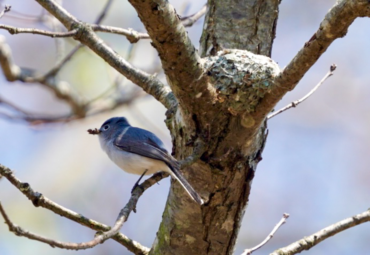 Blue-gray Gnatcatcher Nest