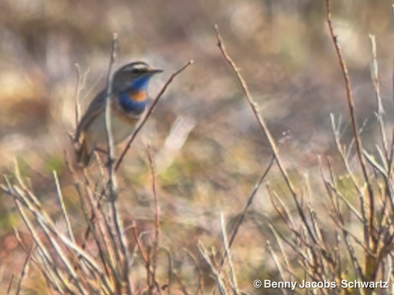 Bluethroat