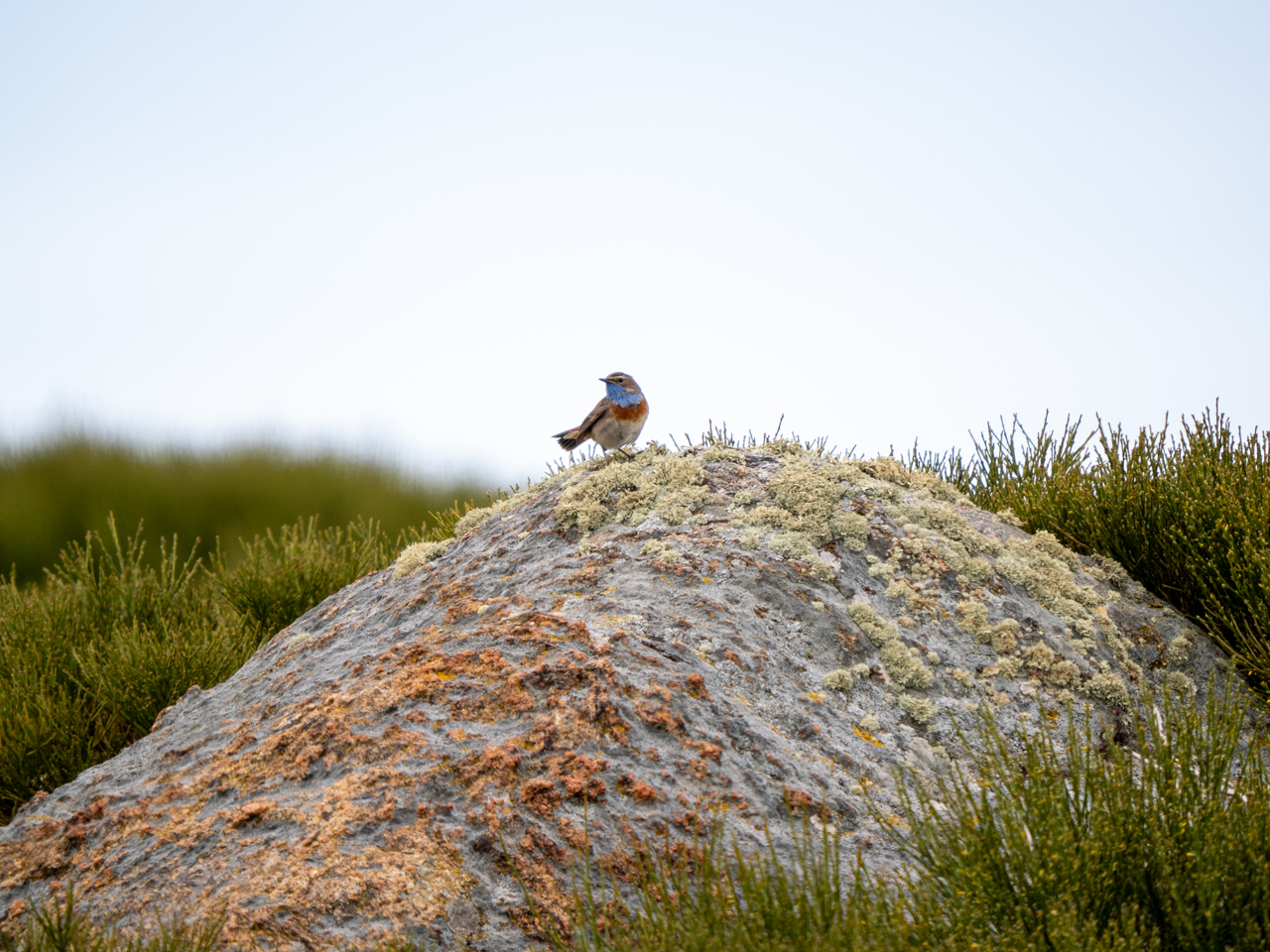Bluethroat