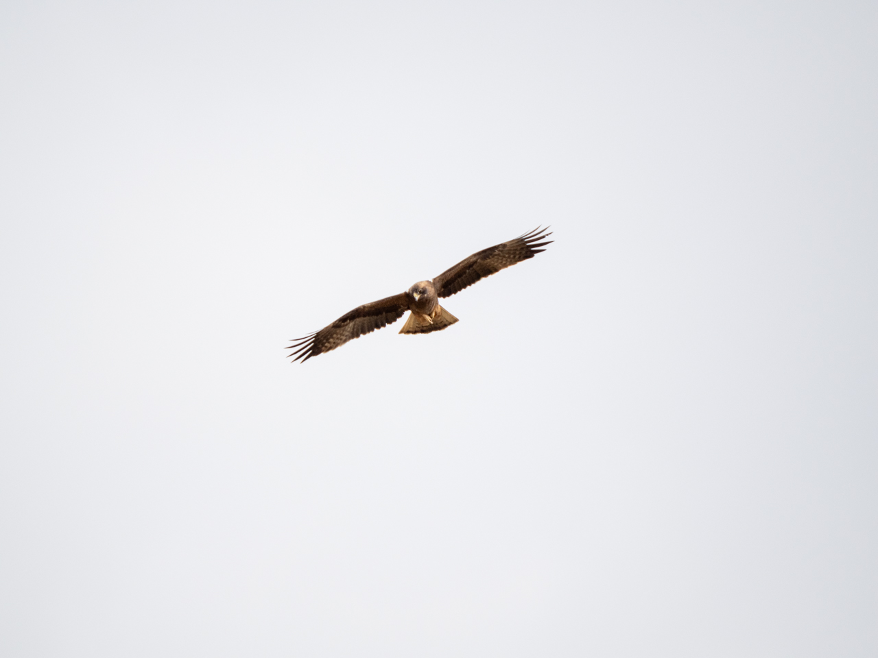 Booted Eagle
