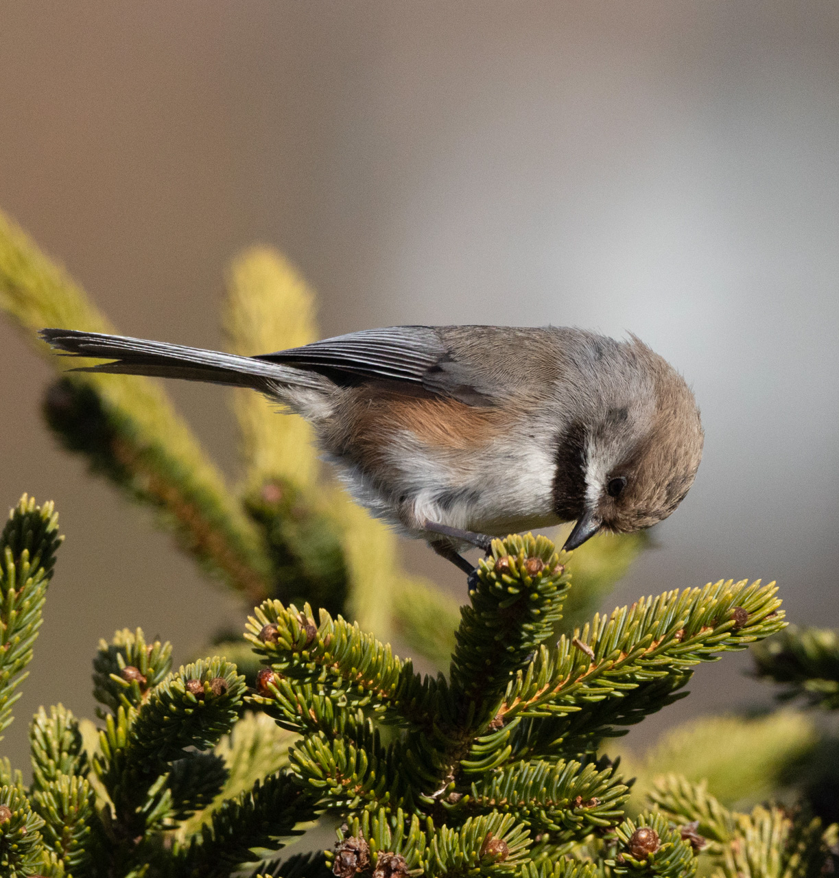 Boreal Chickadee