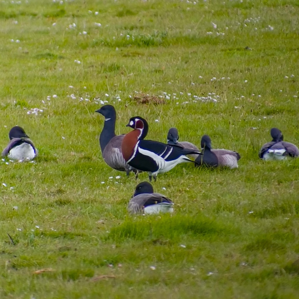 Red-breasted Goose and Brant, Netherlands